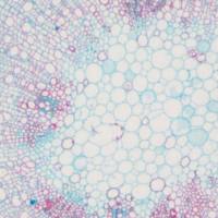 番红-固绿染色实验服务