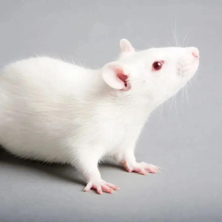 检测实验丨免疫共沉淀检测（CO-IP）