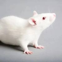 检测实验丨免疫共沉淀检测(CO-IP)