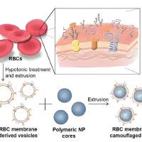 PLGA纳米粒被红细胞膜包裹