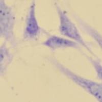 甲苯胺蓝染色实验外包