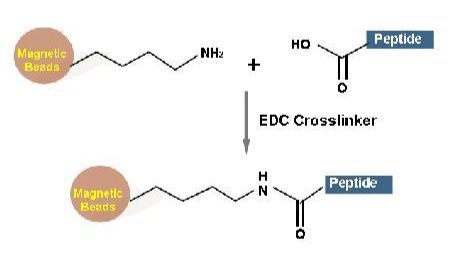 如何将抗体与磁珠结合？