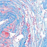 Masson染色实验外包