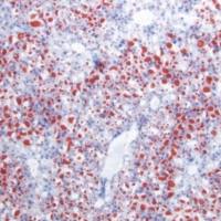 油红O脂肪染色实验外包