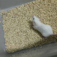 高血压小鼠模型