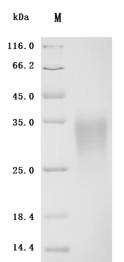 CSB-MP001260MO1 SDS-PAGE