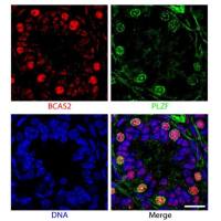 Southern Biotec 0100-01