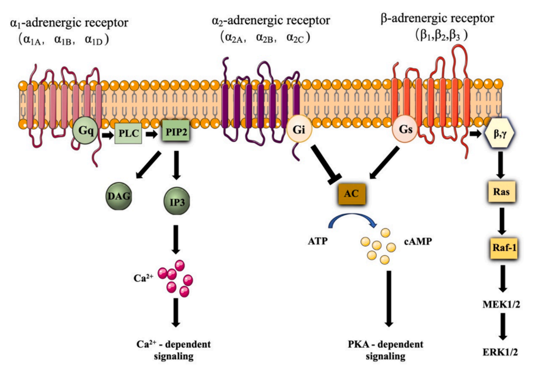 α1A：关键生理反应的调控者