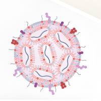 阳离子脂质体(CLPP)包封编码survivinT34A的mRNA