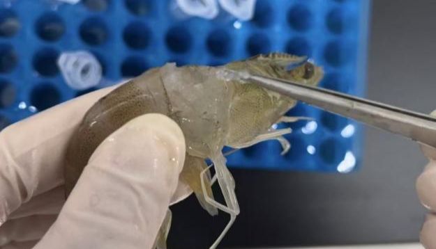 匀浆组织，轻松提取RNA