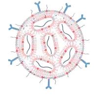 LYCl-DOPE阳离子脂质体包封质粒DNA（pDNA）