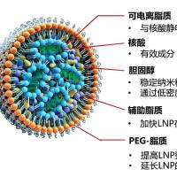 负载microRNA的阳离子脂质体被透明质酸（HA）修饰