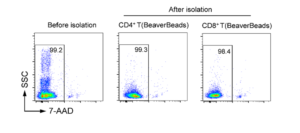 人CD4+ T细胞分选试剂盒(阴选法)