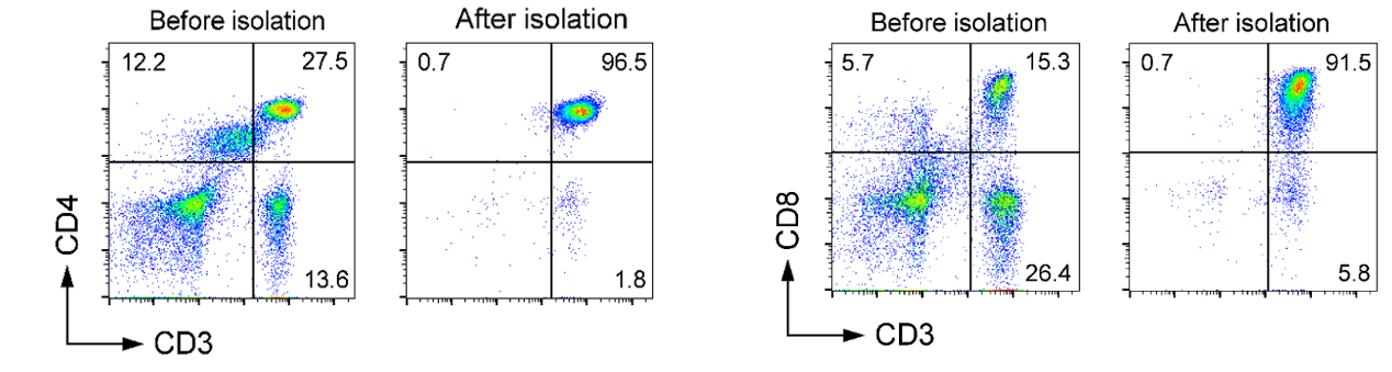 人CD4+ T细胞分选试剂盒(阴选法)