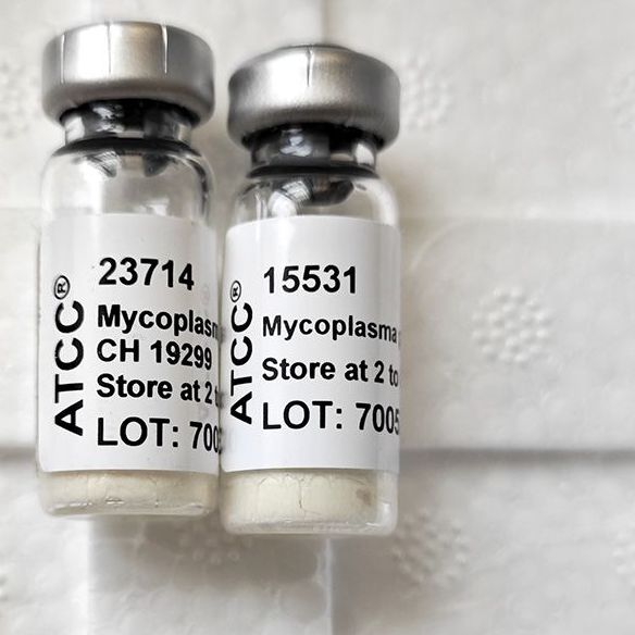 ATCC23714、15531菌株现货美国原装进口