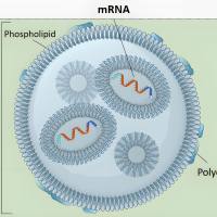 脂质纳米颗粒包封人丙酰辅酶A羧化酶α和丙酰辅酶A羧化酶β两种mRNA