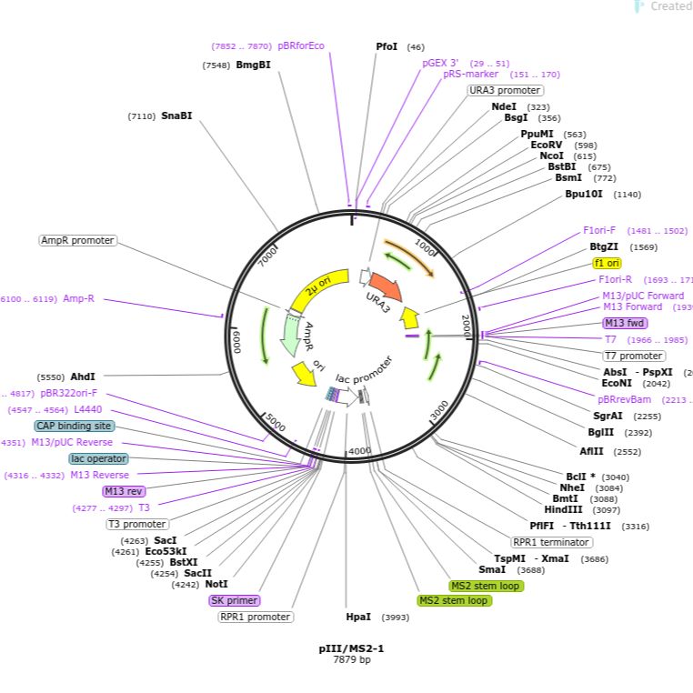 Addgene原装质粒#220629