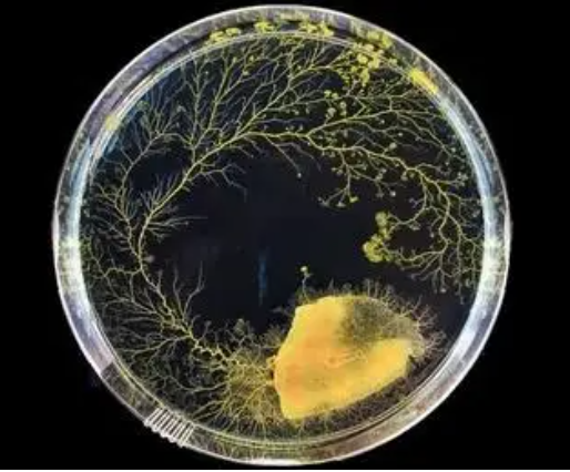 突然火了 年轻人扎堆养！一文了解“黏菌”到底是什么？