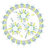 负载mimic RNA的LNP纳米粒被淋巴靶向配体修饰