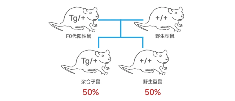 转基因小鼠丨转基因大鼠