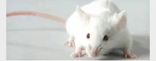 动物造模 |兔骨缺损模型