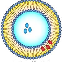 脂质体包封盐霉素(VLB)和喜树碱(CPT)