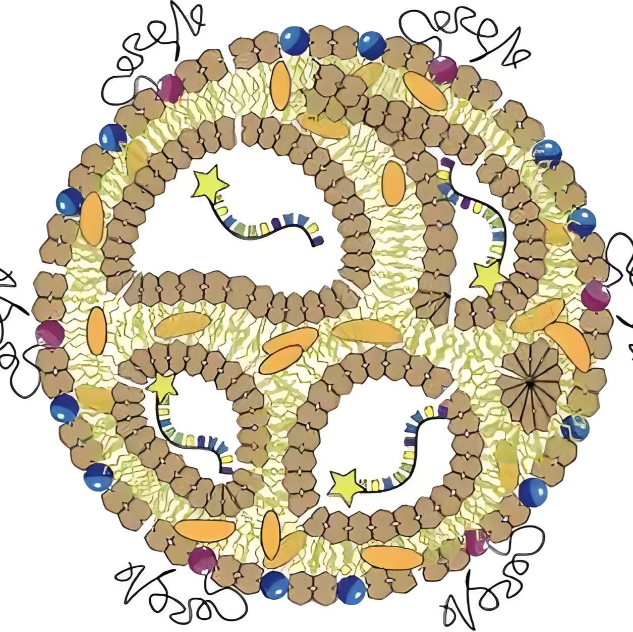脂质纳米颗粒包封Cas9 mRNA和小向导RNA（SgRNA）