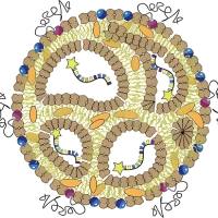 脂质纳米颗粒包封Cas9 mRNA和小向导RNA(SgRNA)