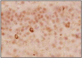 1417025269304525.png 01215_img01.png