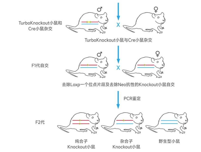 条件性基因敲除小鼠丨条件性敲除小鼠