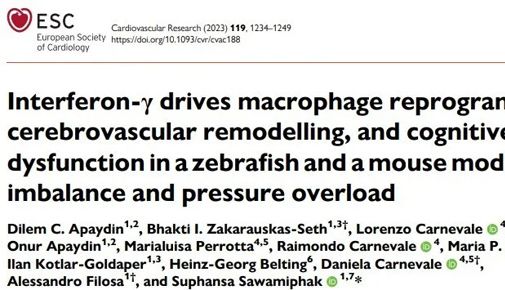 研究进展丨基于斑马鱼及小鼠模型揭示干扰素-γ驱动巨噬细胞重编程、脑血管重构及认知功能障碍等