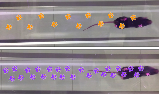 Science/Cell连发：破解神经疾病难题，新型特洛伊木马疗法特异性降解Tau蛋白