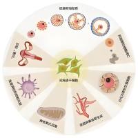 纳米颗粒（高分子聚合物、二氧化钛纳米粒、上转化纳米粒）被间充质干细胞膜包被