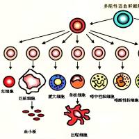 纳米颗粒(高分子聚合物、上转化纳米粒、介孔二氧化硅纳米粒)被红细胞膜包被