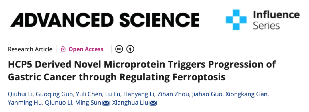 铁死亡 | Adv Sci：南医大刘向华/孙明团队揭示lncRNA编码微蛋白通过调控铁死亡促进胃癌进展新机制
