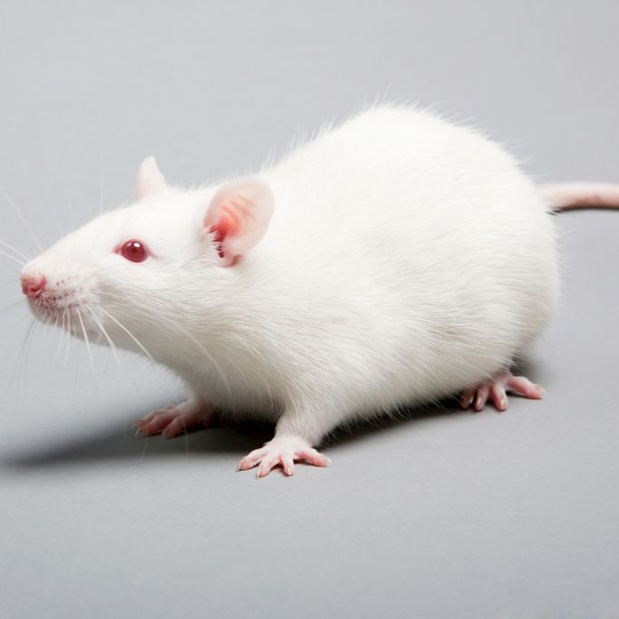 GK大鼠 近交系大鼠 SPF级 贝赛模式