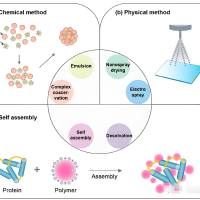 PLGA纳米粒被巨噬细胞膜包被