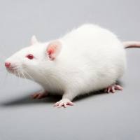 NIH 封闭系小鼠 SPF级 贝赛模式