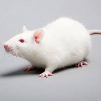 Wistar大鼠 封闭群大鼠 SPF级 贝赛模式