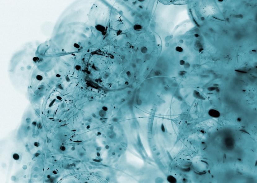 细胞老化的问题也是不容忽视的！