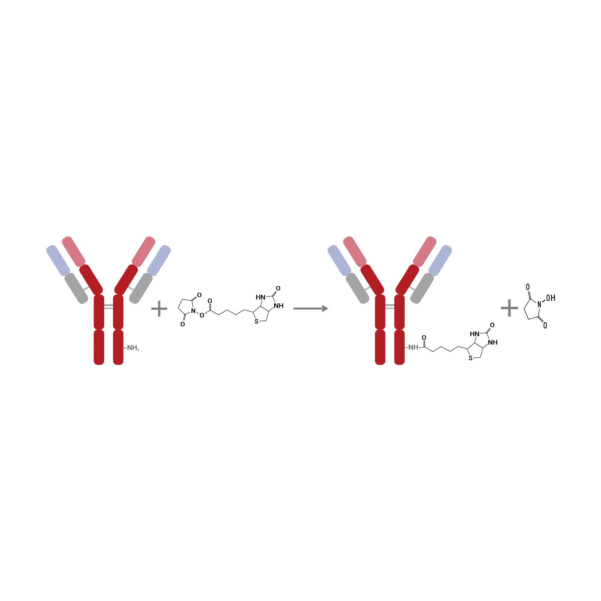 Sulfo-NHS-生物素标记试剂盒