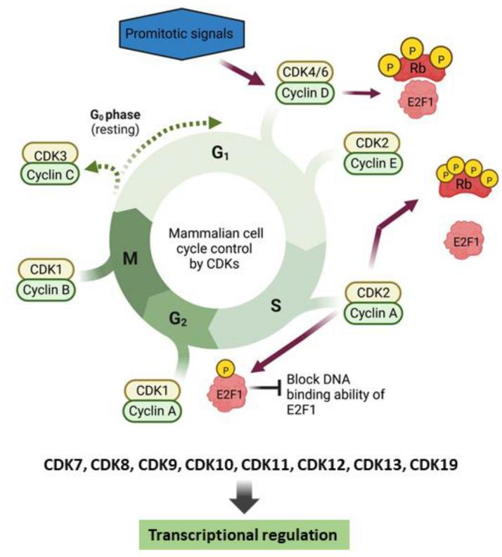 CDK激酶抑制剂：为何成为医药巨头的必争赛道?8.5亿美元擦出怎样的火花?