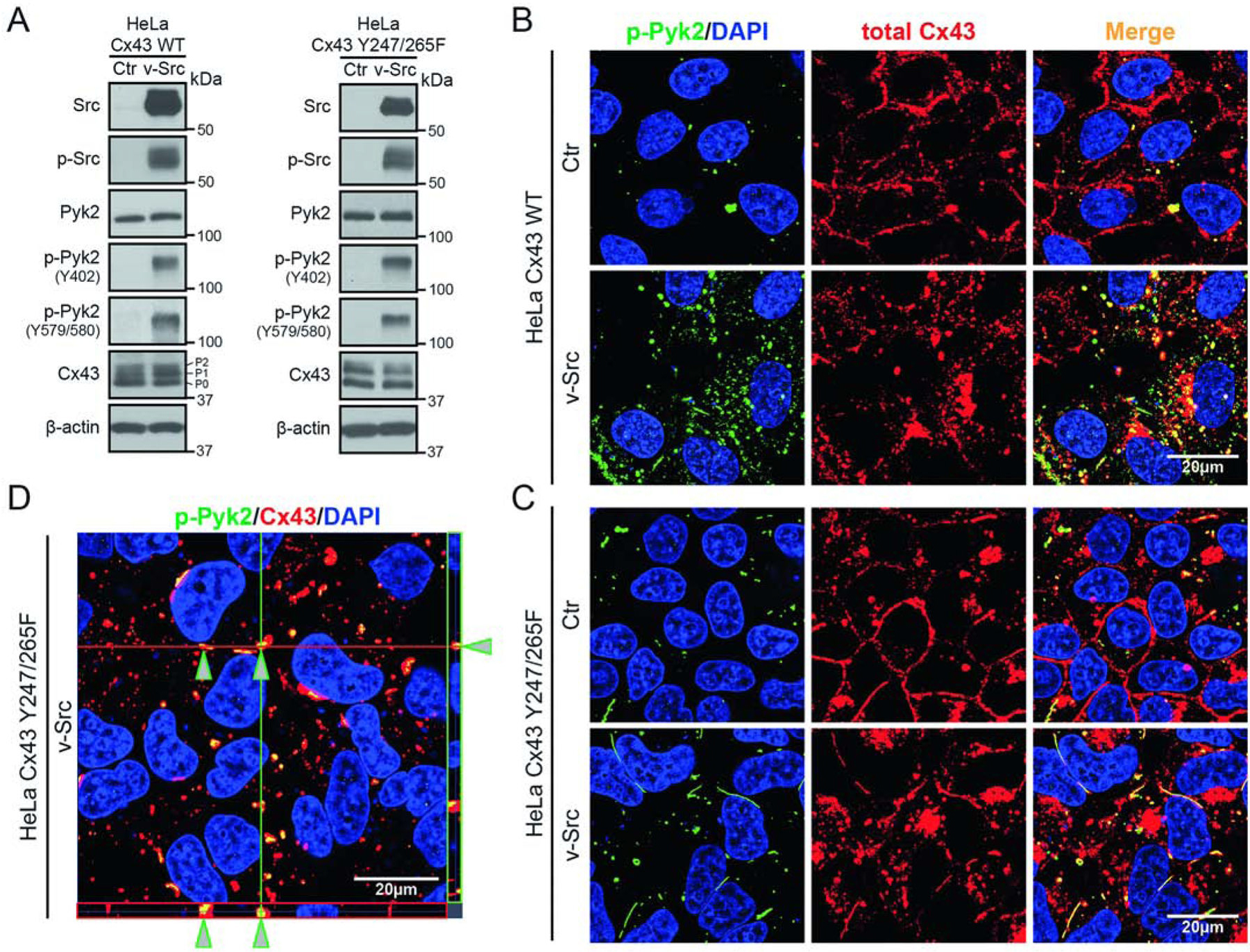 对CTK激酶家族可能不熟悉，但对Ta的“子女”绝对耳熟能详