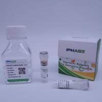 慢病毒包装试剂盒 Lentivirus Packaging Kit