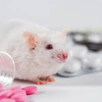 SD大鼠 封闭群大鼠 SPF级 贝赛模式