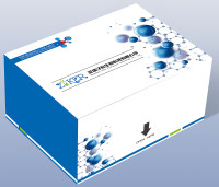 小鼠膜联蛋白A2(ANXA2)ELISA检测试剂盒厂家直销