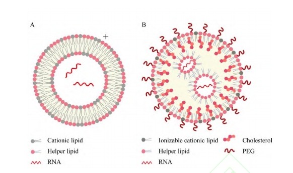 PBAEs三元聚合物与PEG-脂质自组装纳米颗粒递送mRNA
