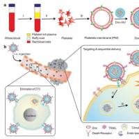 脂质体纳米粒被血小板细胞膜包被