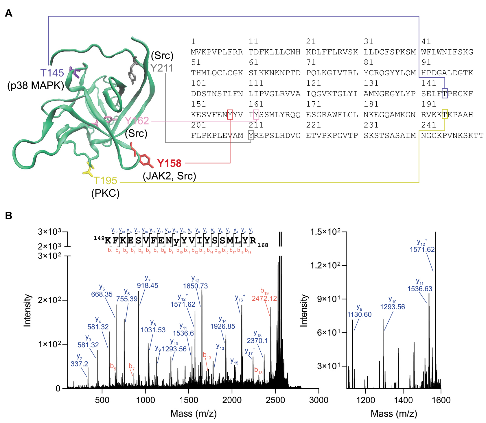 对CTK激酶家族可能不熟悉，但对Ta的“子女”绝对耳熟能详