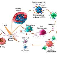 碳纳米管被NK细胞膜包被